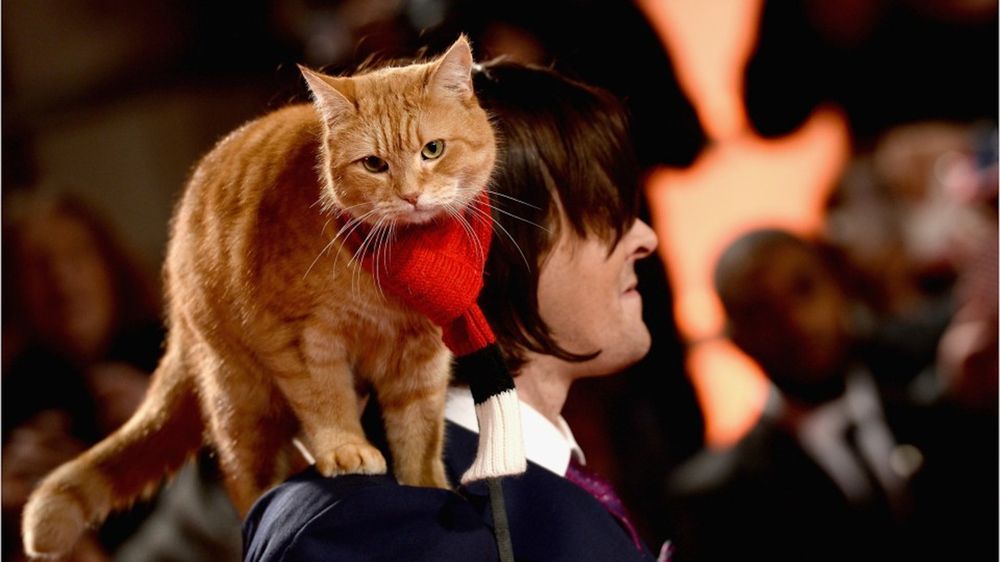 Trauer Um Filmkatze Bob Der Streuner Ist Tot Nurnberger Blatt