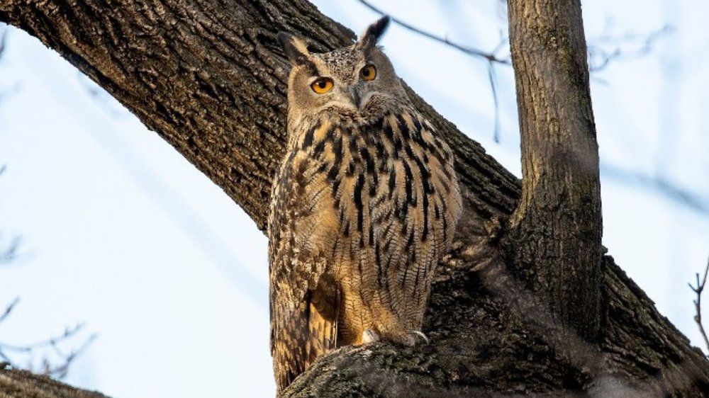 New Yorker Uhu "Flaco" nach Gebäude-Kollision tot
