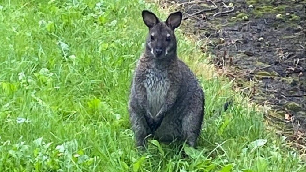 Ausgebüxtes Känguru findet neues Zuhause