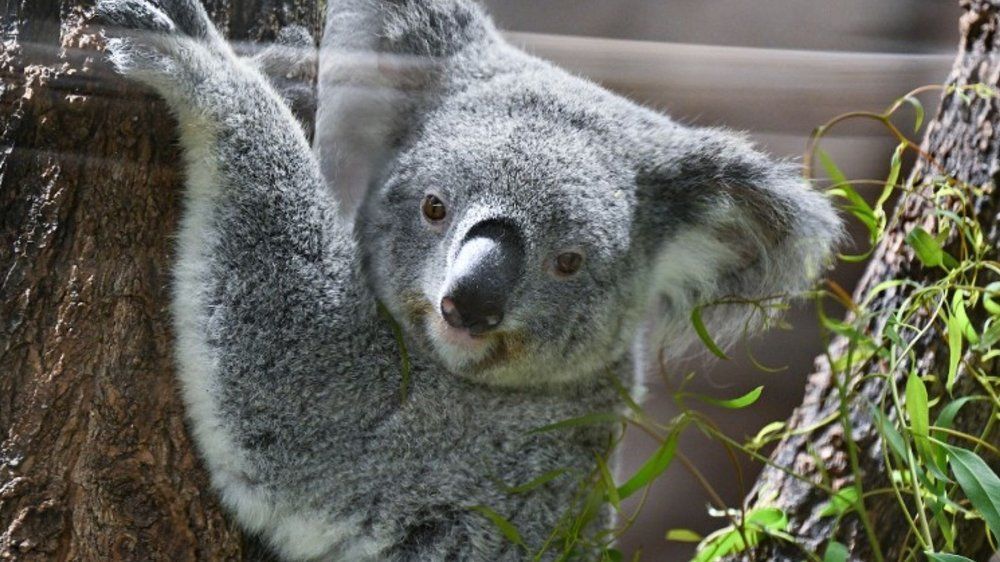 Koala auf Abwegen: Beuteltier wird zum skurrilen Supermarkt-Besucher!
