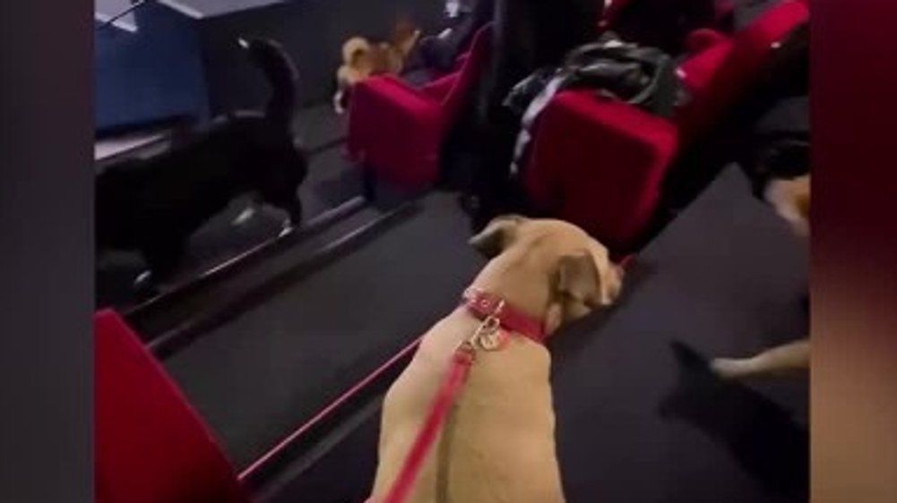 Tierische Vorführung: Kino zeigt Disney-Klassiker für Hunde