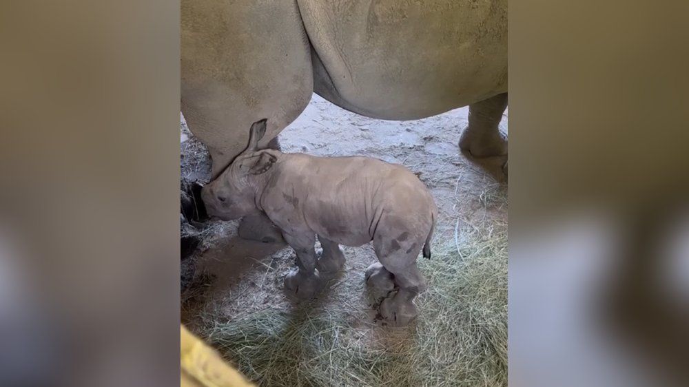 Video: Seltenes weißes Nashornbaby Ozzy begeistert Besucher
