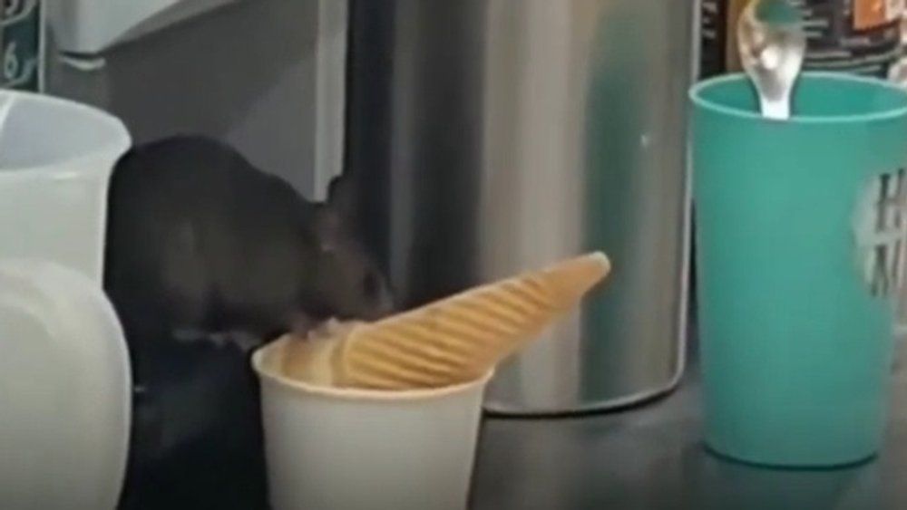 Video: Ratte schleckt Eis - direkt im Einkaufszentrum