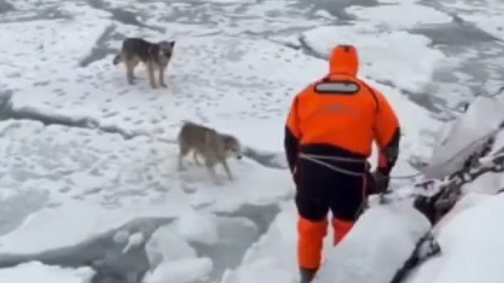 Video: Hunde nach zwei Tagen von Eisscholle gerettet