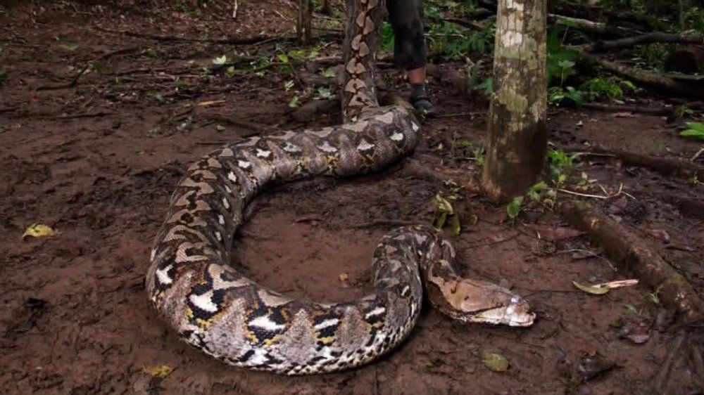 Video: Riesiger Python: Diese Schlange sprengt Rekorde