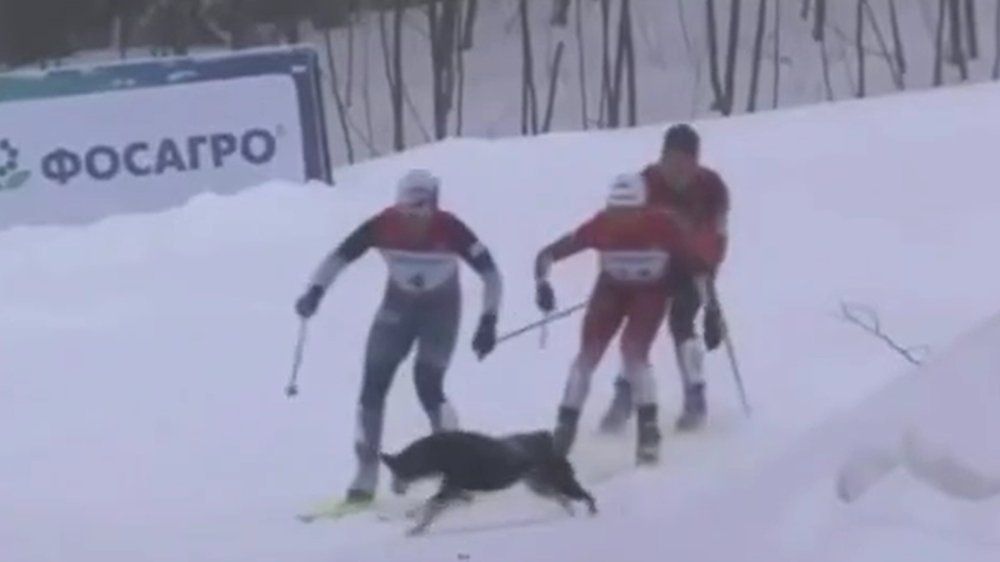 Video: Hund kollidiert mit zwei Langläuferinnen bei Meisterschaft