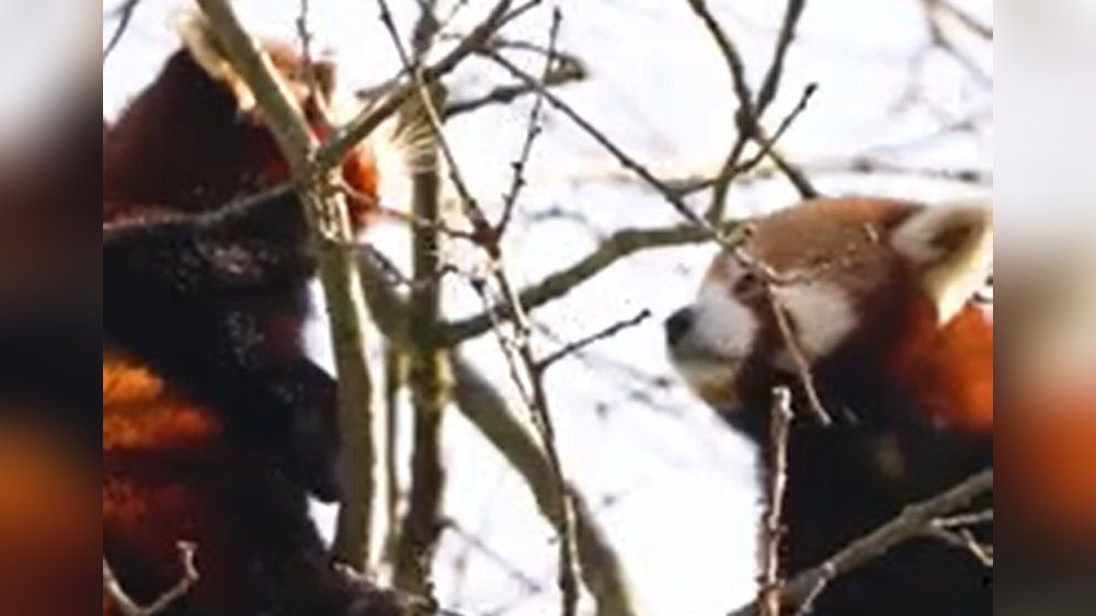 Video: "Blind Date" für rote Pandas in englischem Zoo