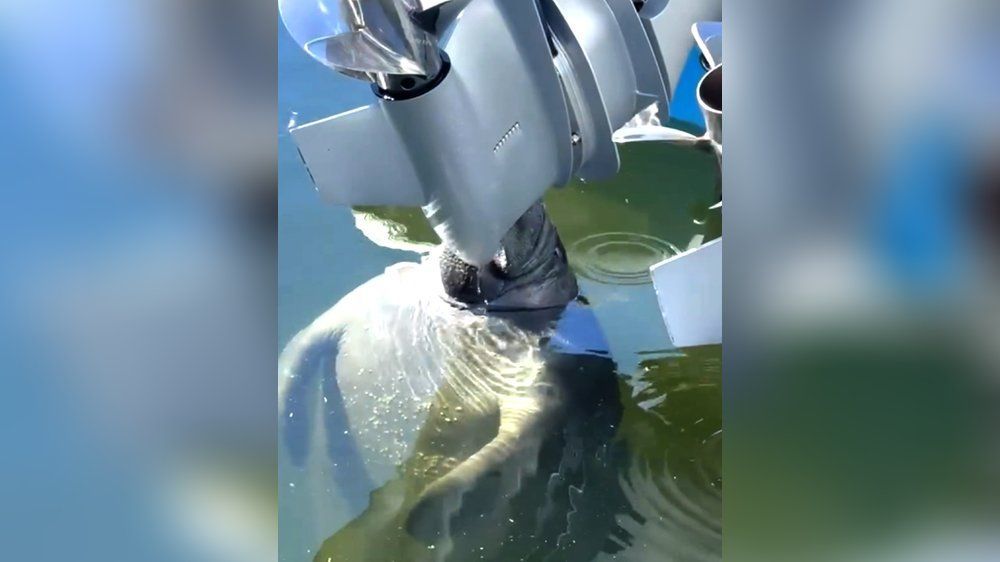 Video: Durstige Seekuh trinkt Wasser aus Polizeiboot