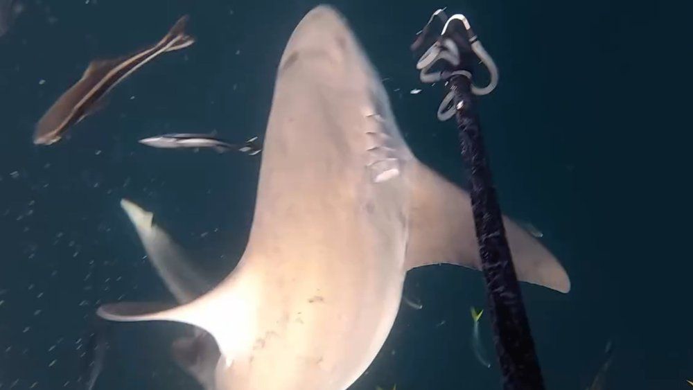 Diver fends off Aggro-Sharks with Harpoon