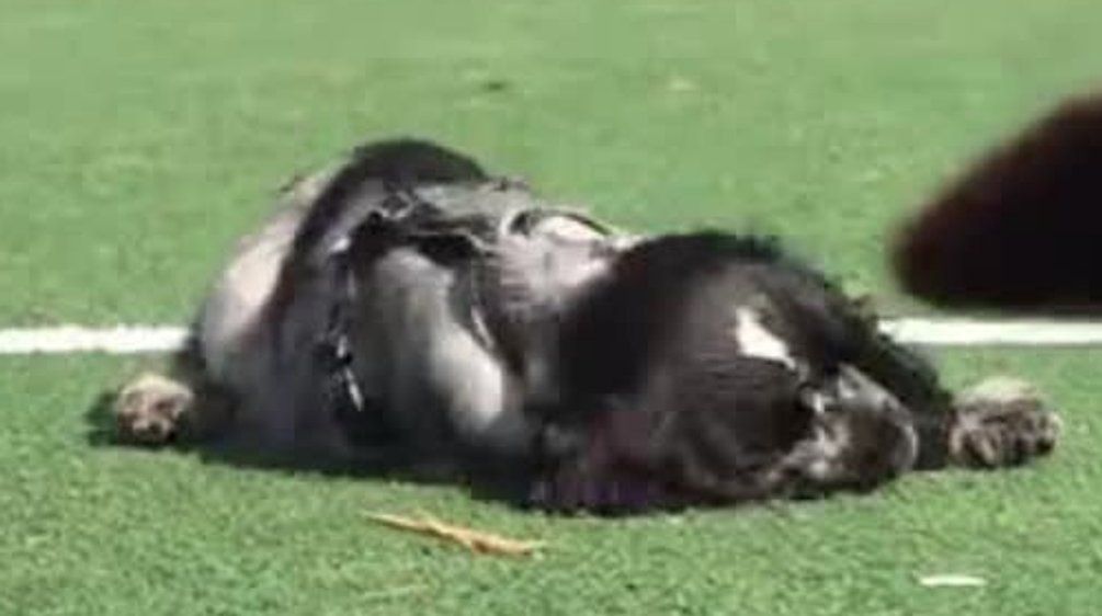 Video: Zu sehr gefreut und er schläft ein: Cocker Spaniel Gösta geht viral