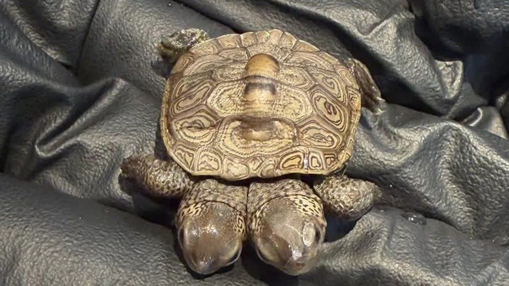 Video: Schildkröte mit zwei Köpfen entdeckt