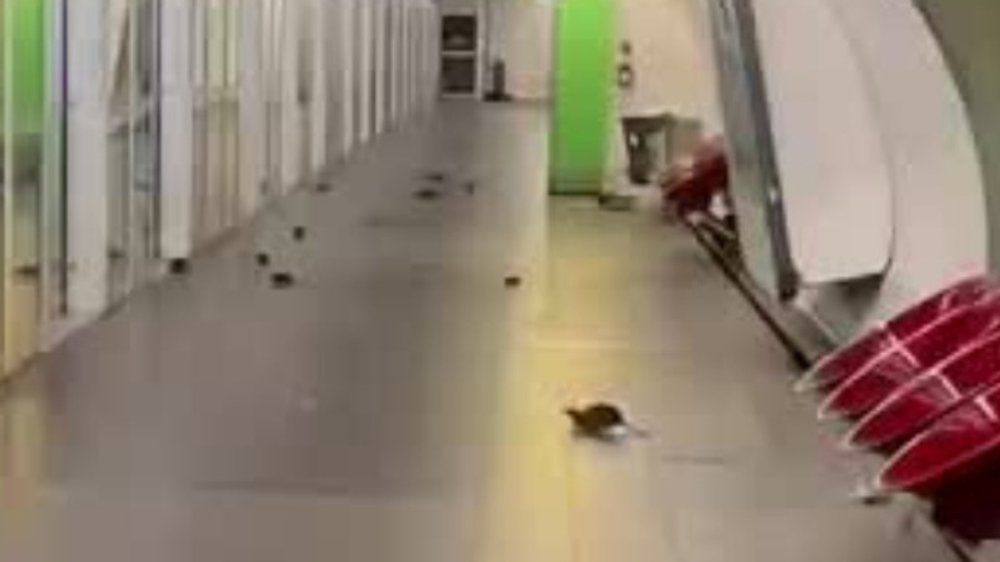 Video: Ratten überrennen Pariser Metro-Station