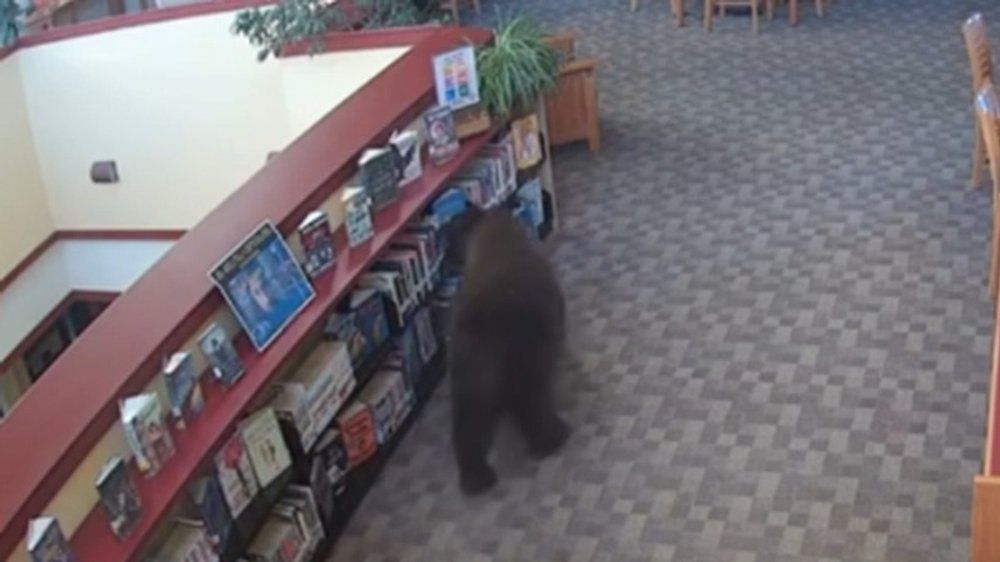 Video: Schwarzbär plündert Honigvorrat am Geburtstag von Winnie Puuh