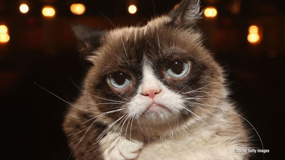 Grumpy Cat ist tot: Social Media trauert um berühmte Katze