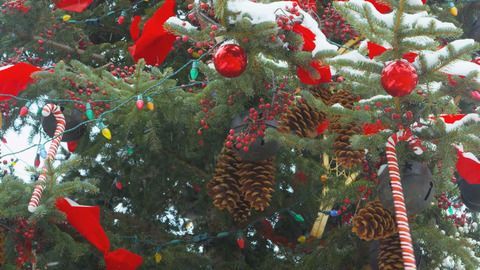 Forstwirt verrät: Darauf sollten Sie beim Weihnachtsbaumkauf achten