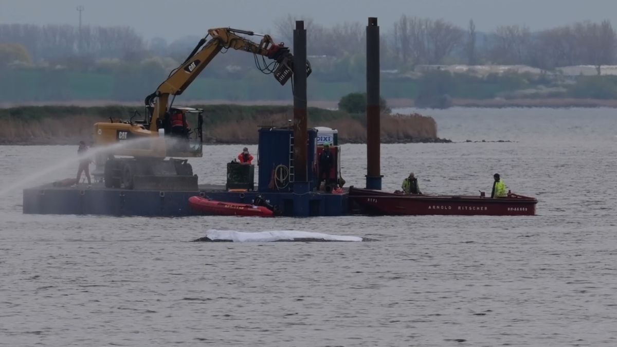 Video: Tierärztin: Wal wird am Samstag nicht mehr transportiert