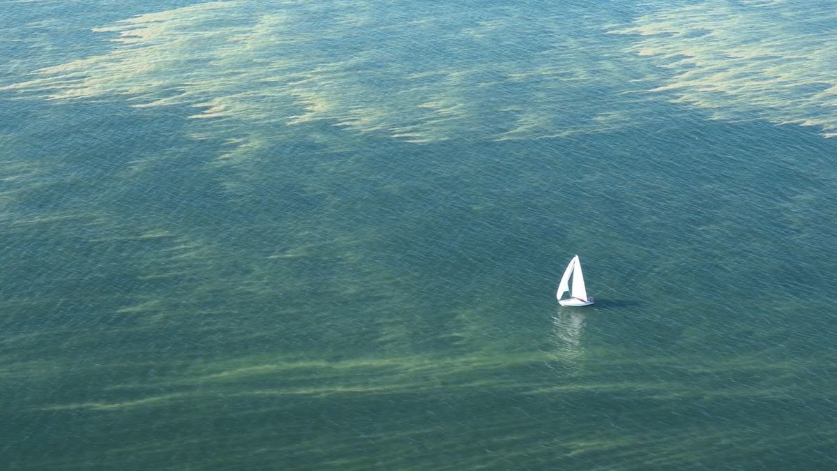 Video: Giftige Blaualgen an der Ostsee – Riesige Teppiche vor der Küste