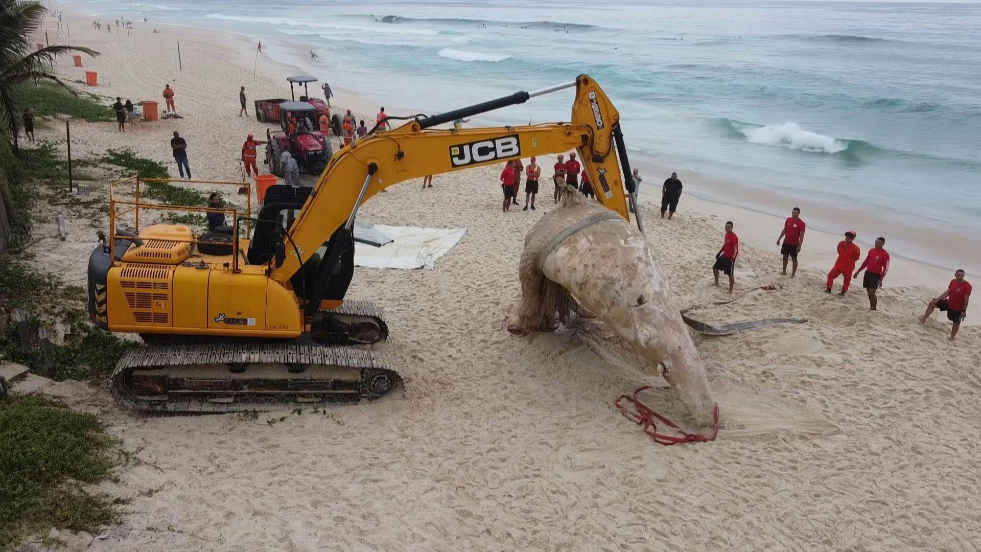 Humpback whale found dead on tourist beach in Rio de Janeiro
