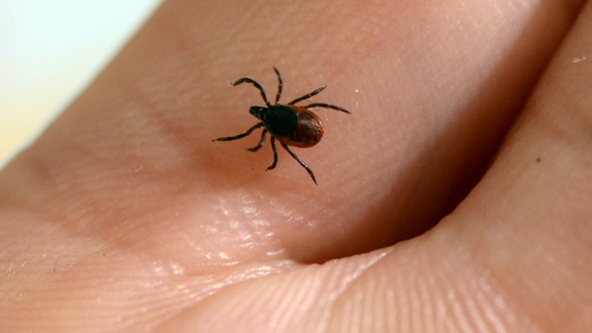 Zecken: So schützt man sich