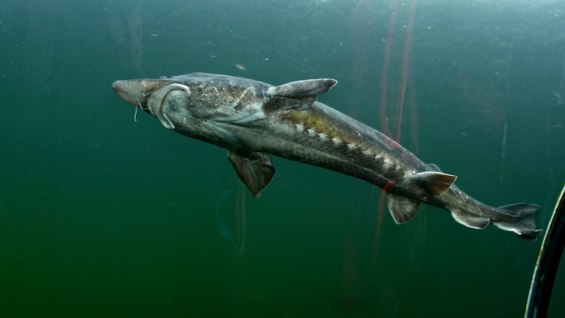 Giganten unter Wasser – die größten Fische Deutschland
