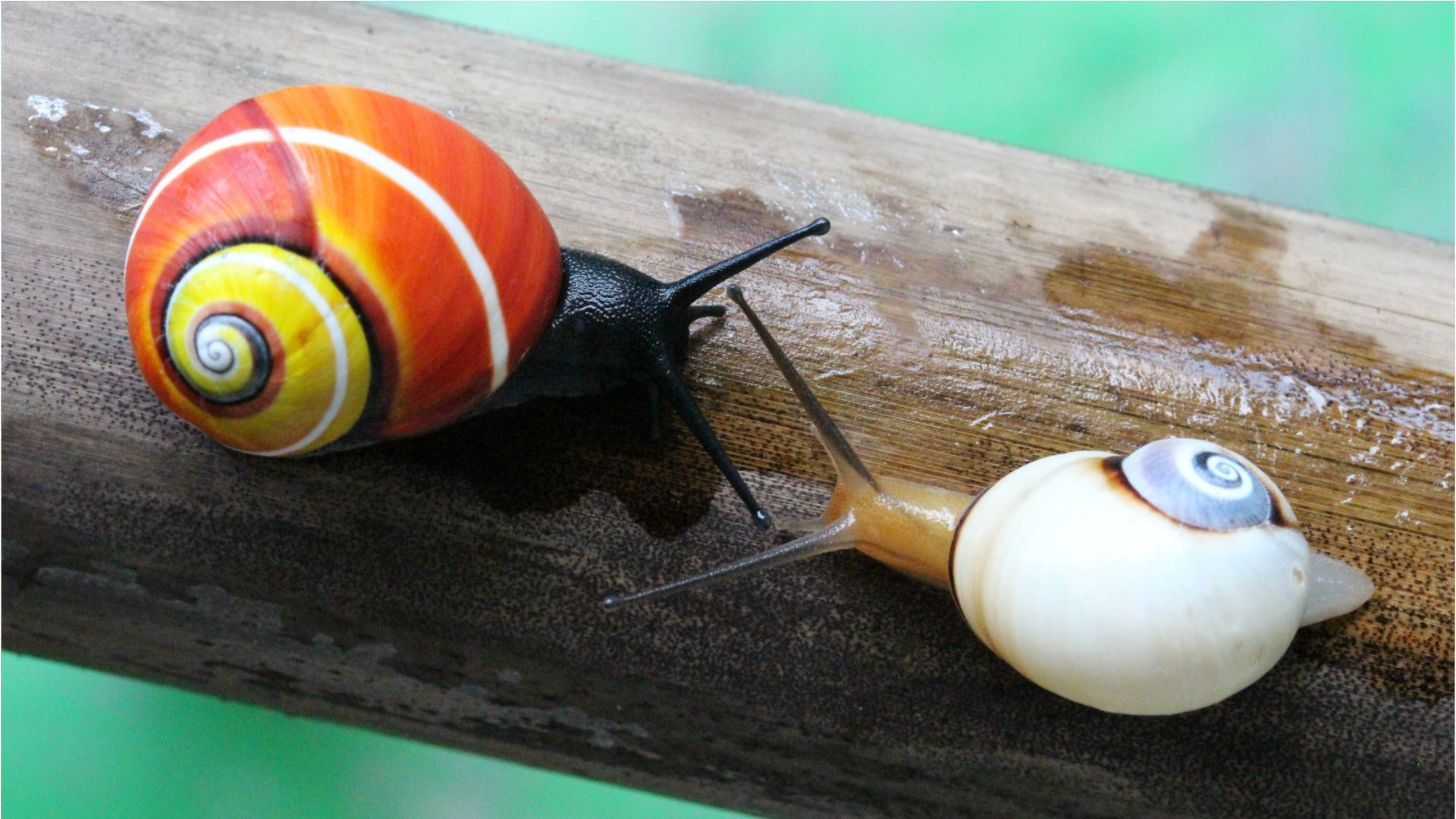 Their colorful shells are their downfall: How scientists want to save 