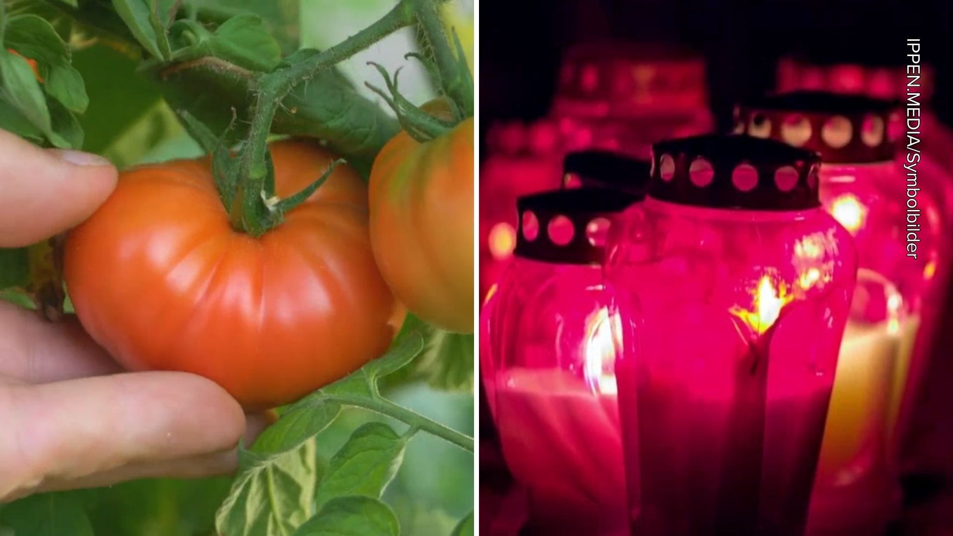Pflanzen und Gemüse nach Temperatursturz in Gefahr: Grablichter können helfen
