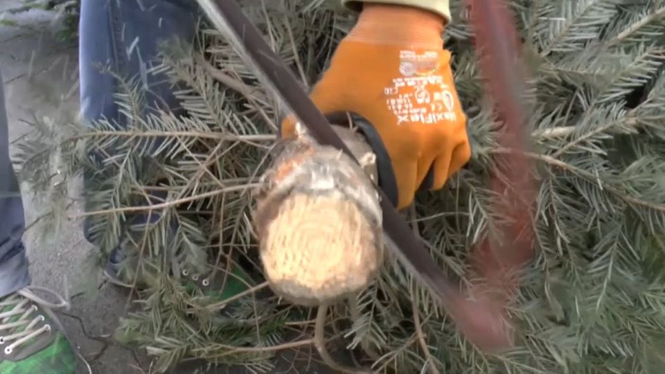 So Stellt Man Ohne Stress Den Weihnachtsbaum Auf