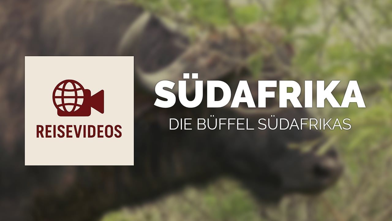 Travel Videos: The Buffaloes of South Africa