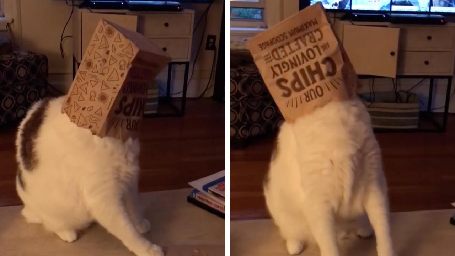 CURIOUS CAT SEARCHING FOR SCRAPS OF FOOD GETS BAG STUCK ON ITS HEAD