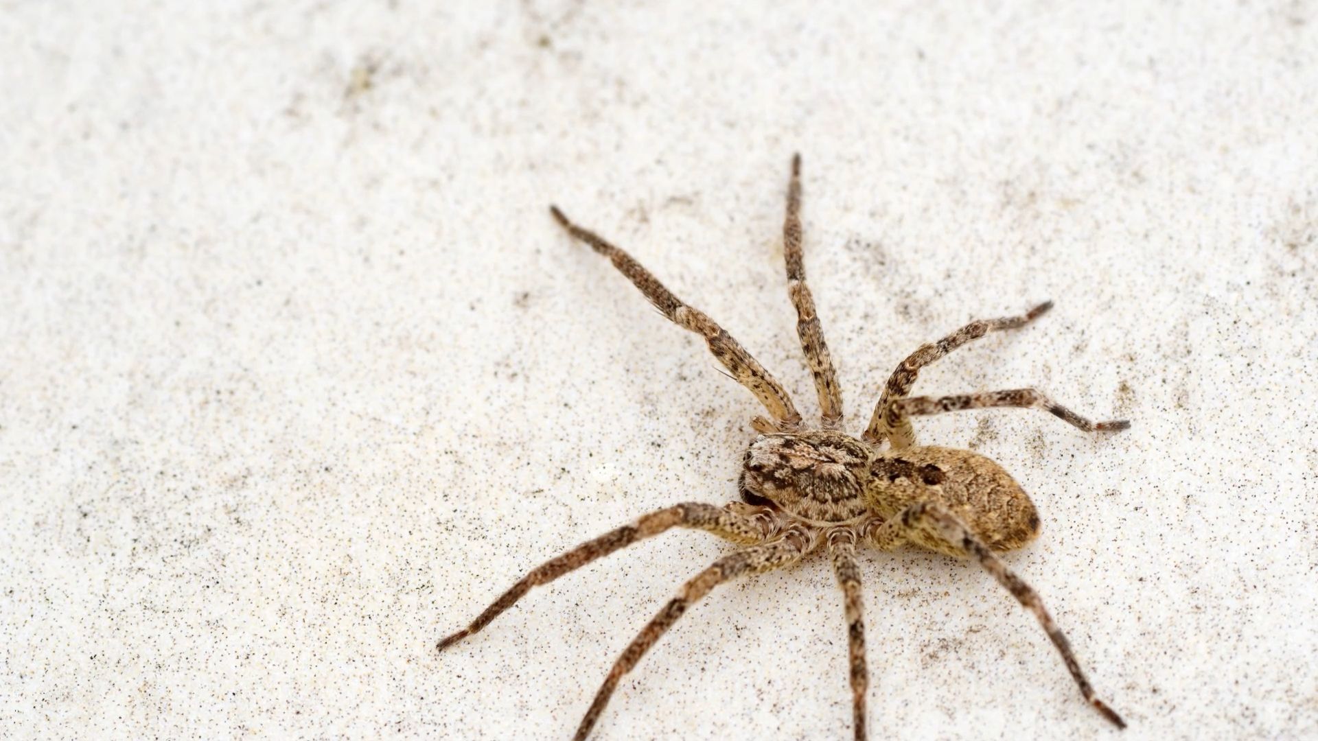 Biss wie ein Wespenstich: Nosferatu-Spinne verbreitet sich in Deutschland