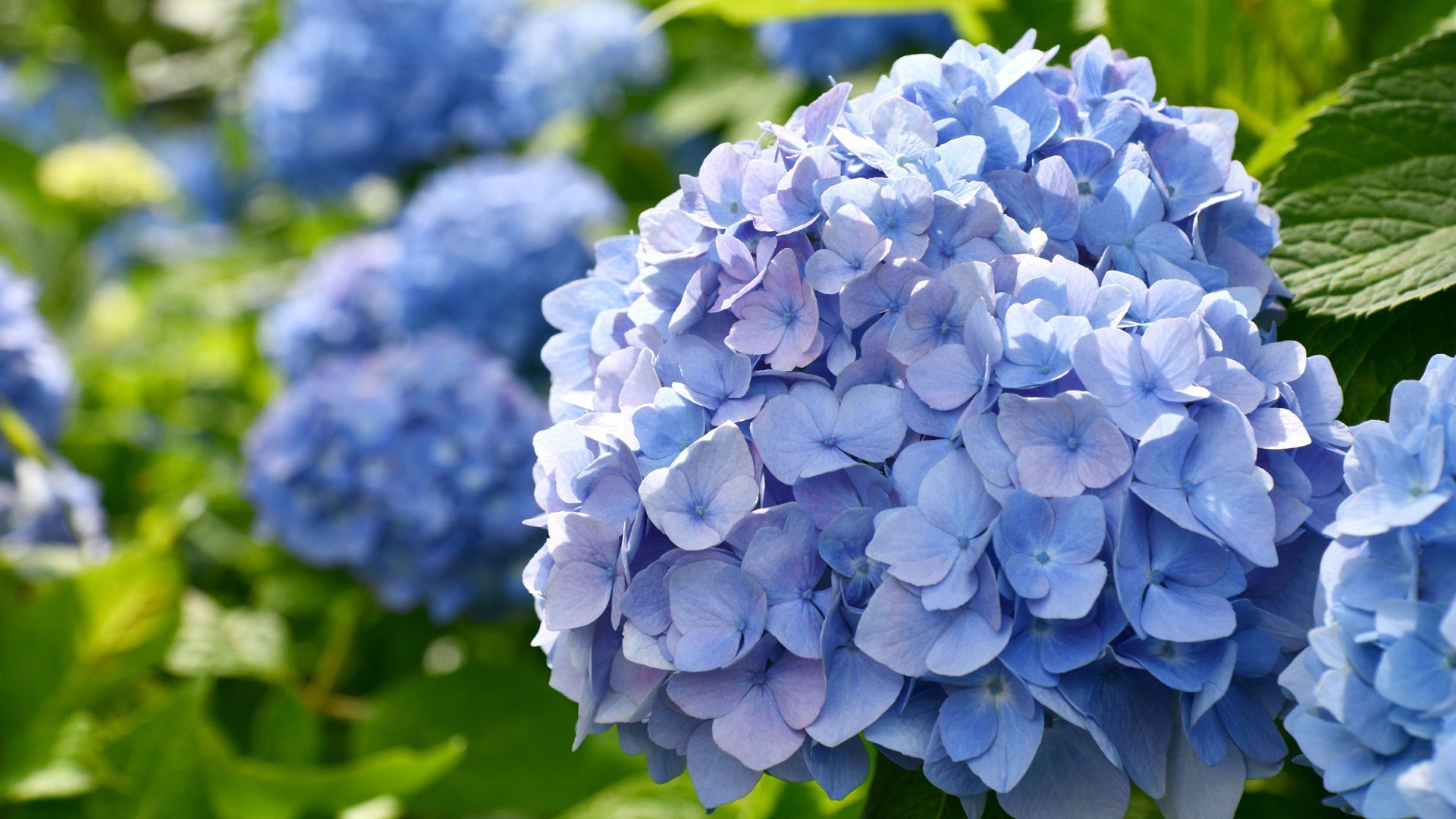 Wie behalten Hortensien ihre blaue Farbe?
