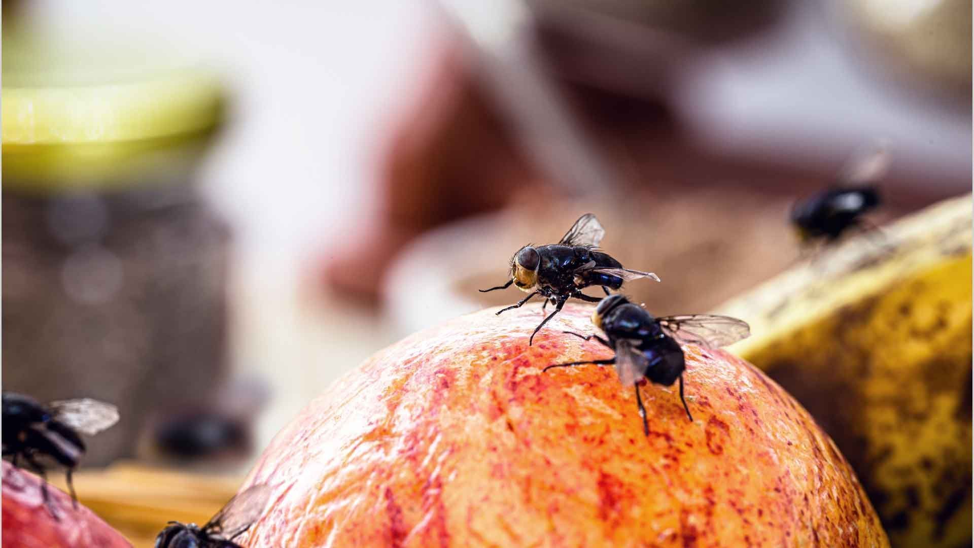 Fruit Flies in the Shopping Basket? How to Recognize Infested Fruit BEFORE Buying