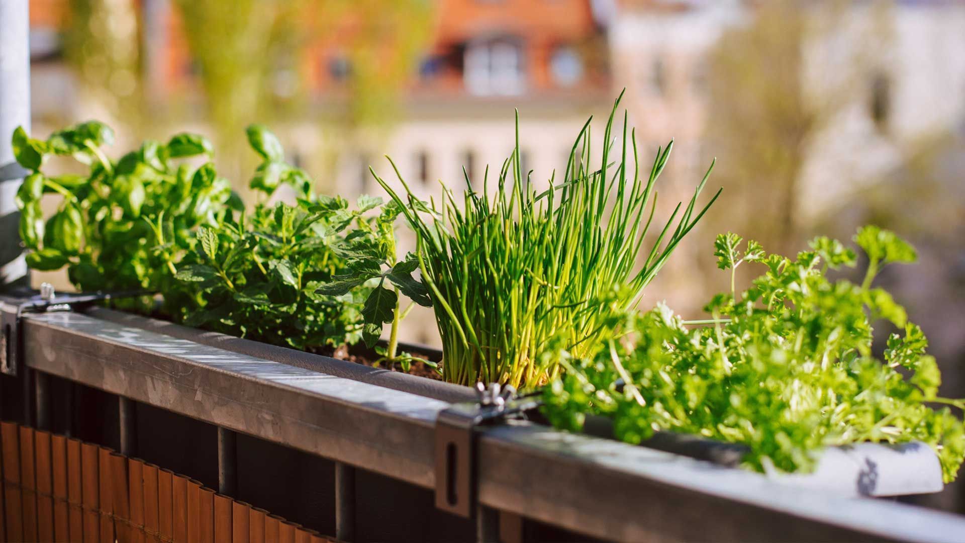 Trim these 5 fresh herbs until October: You must shorten them now