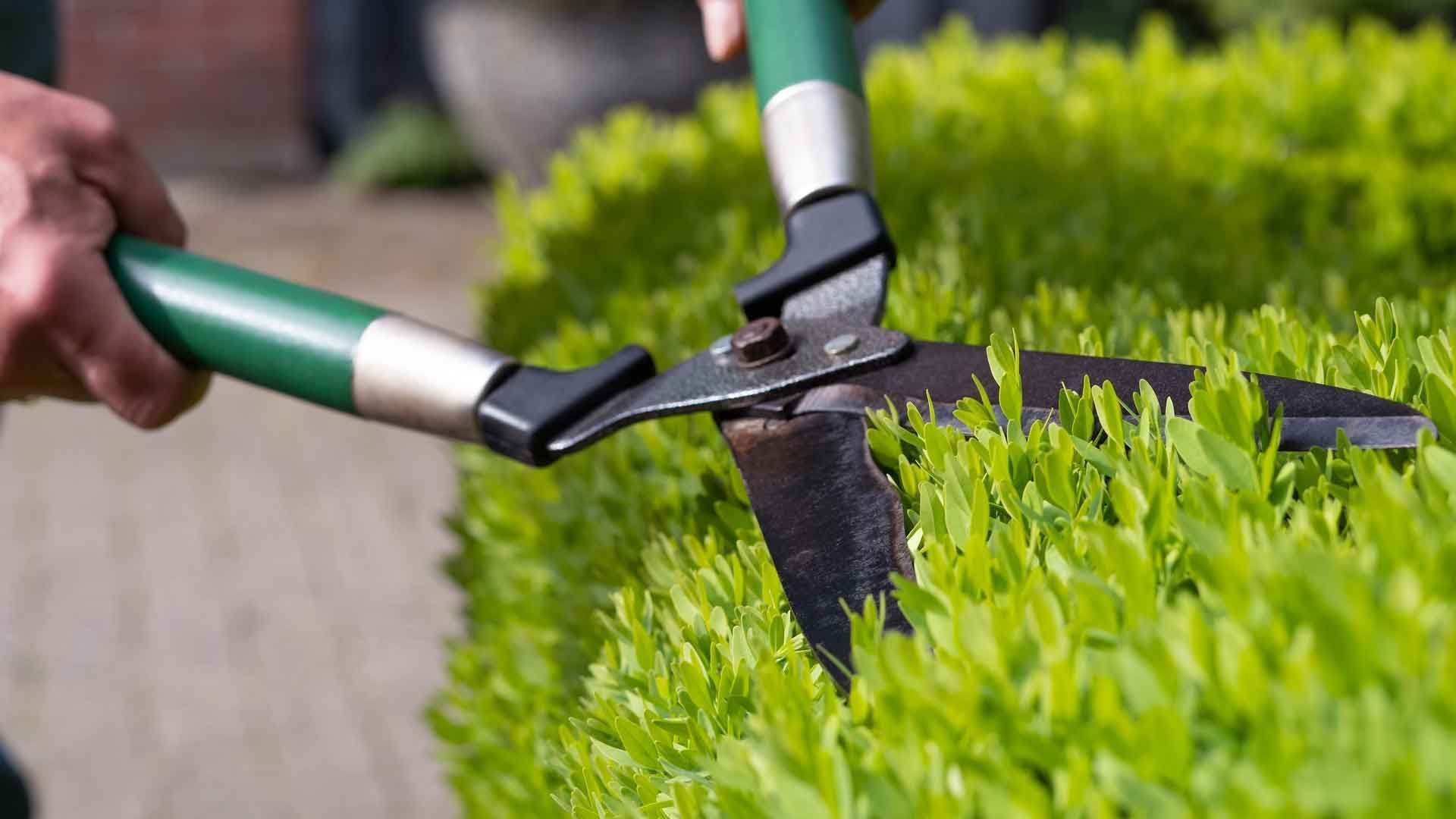 Trimming Boxwood Perfectly: Keeping It Healthy & in Shape