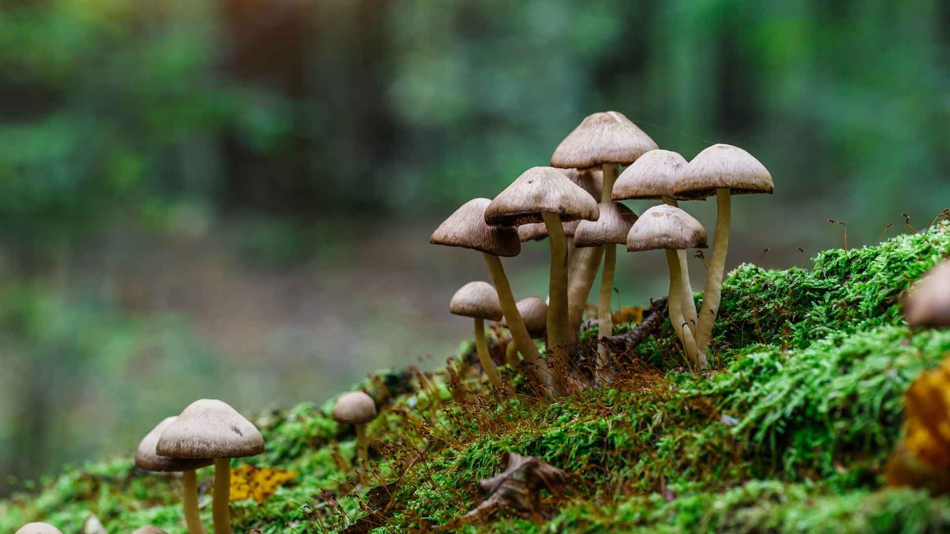 Mushroom Poisoning: Late Symptoms Are Particularly Dangerous