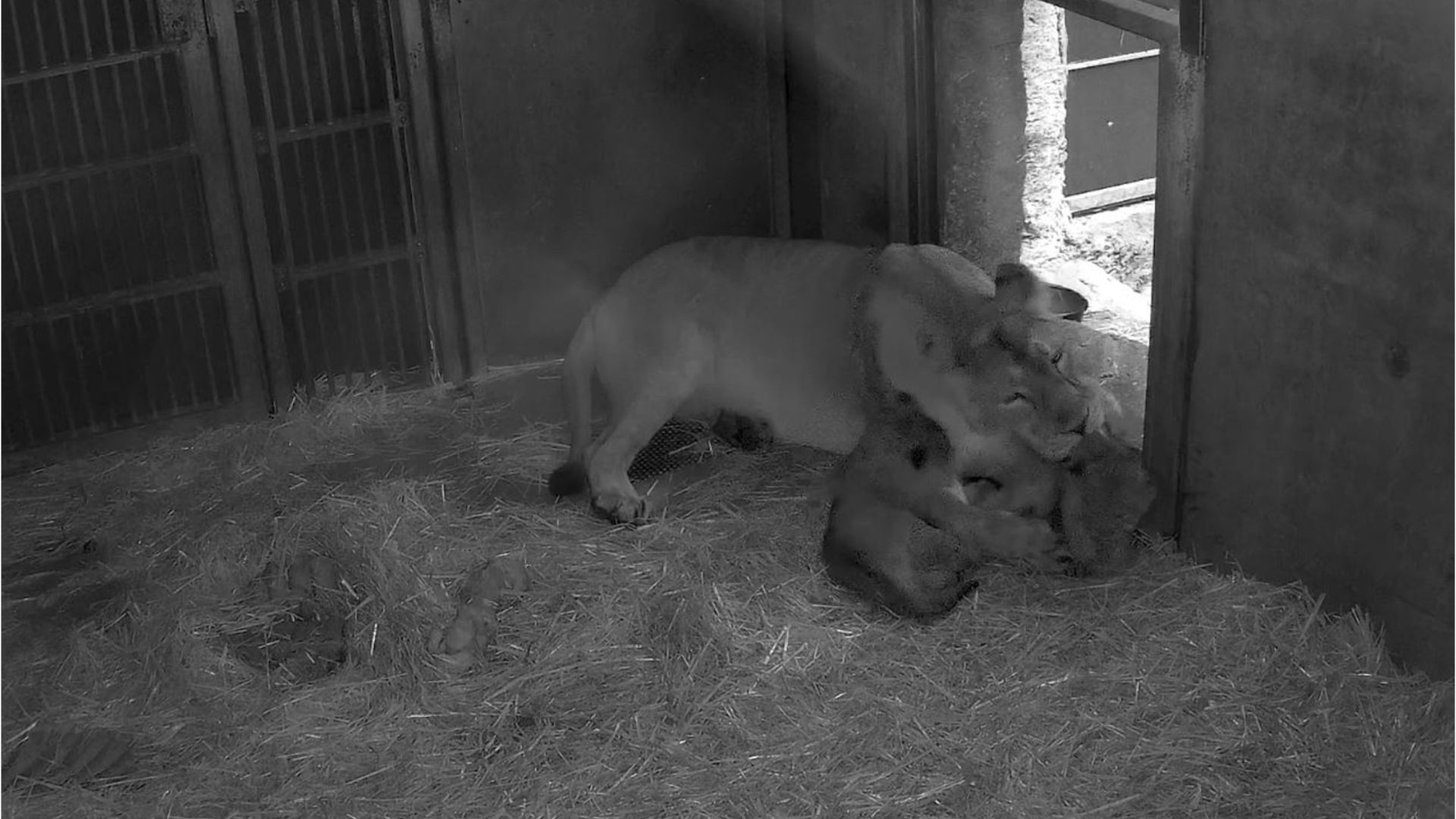 Löwennachwuchs in Nürnberg: Tiergarten veröffentlicht Video der kleinen Raubkatzen