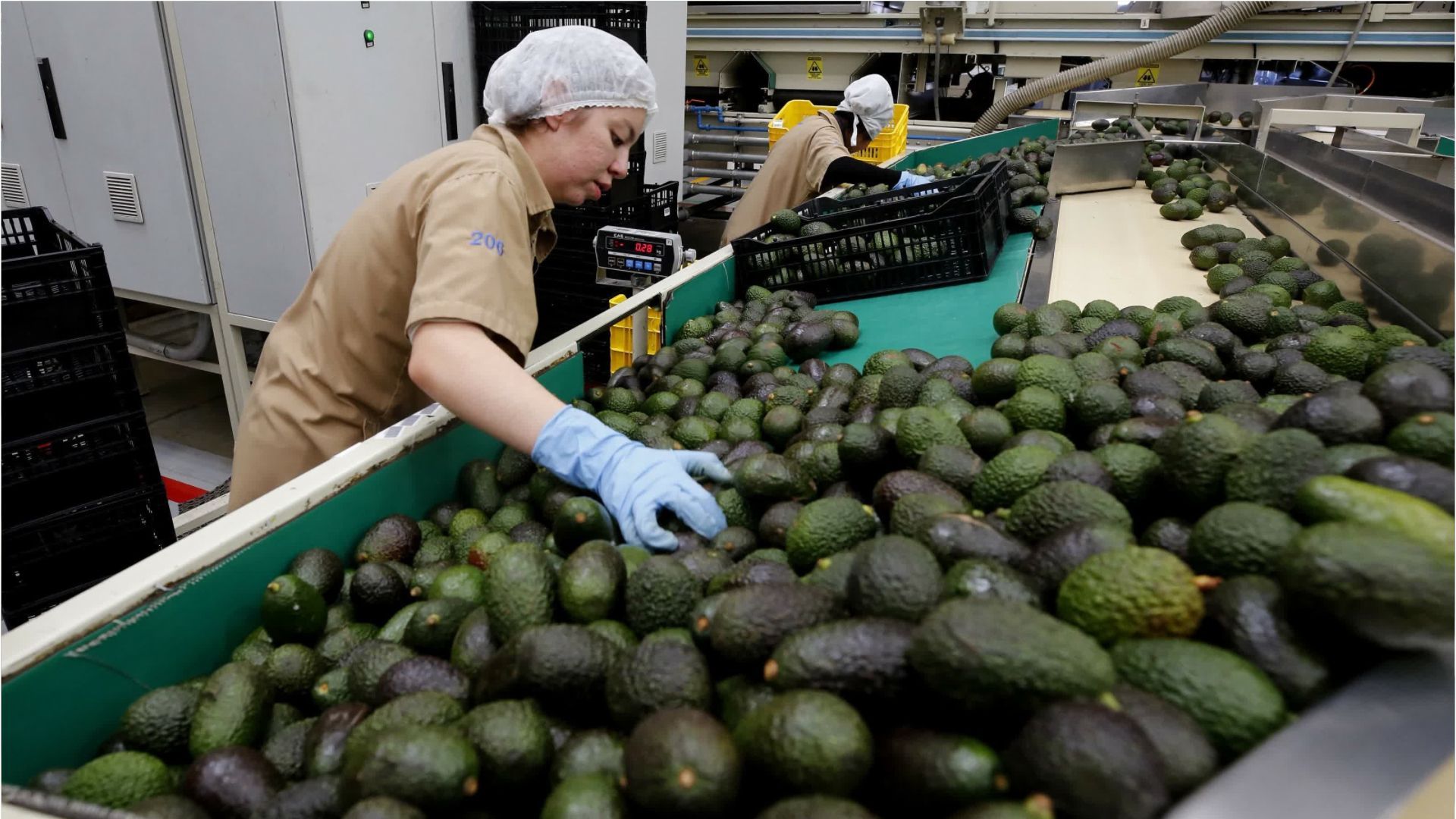 Avocado-Boom in Deutschland - Import mehr als verfünffacht
