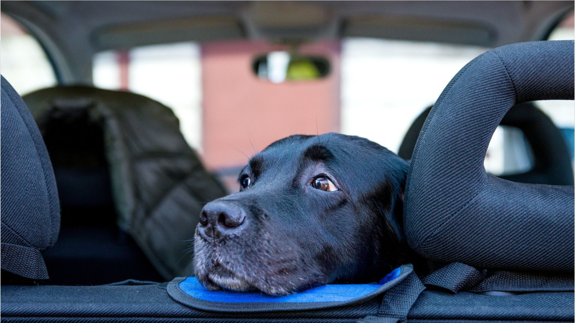 Hundegeruch im Auto: So lässt er sich vorbeugen