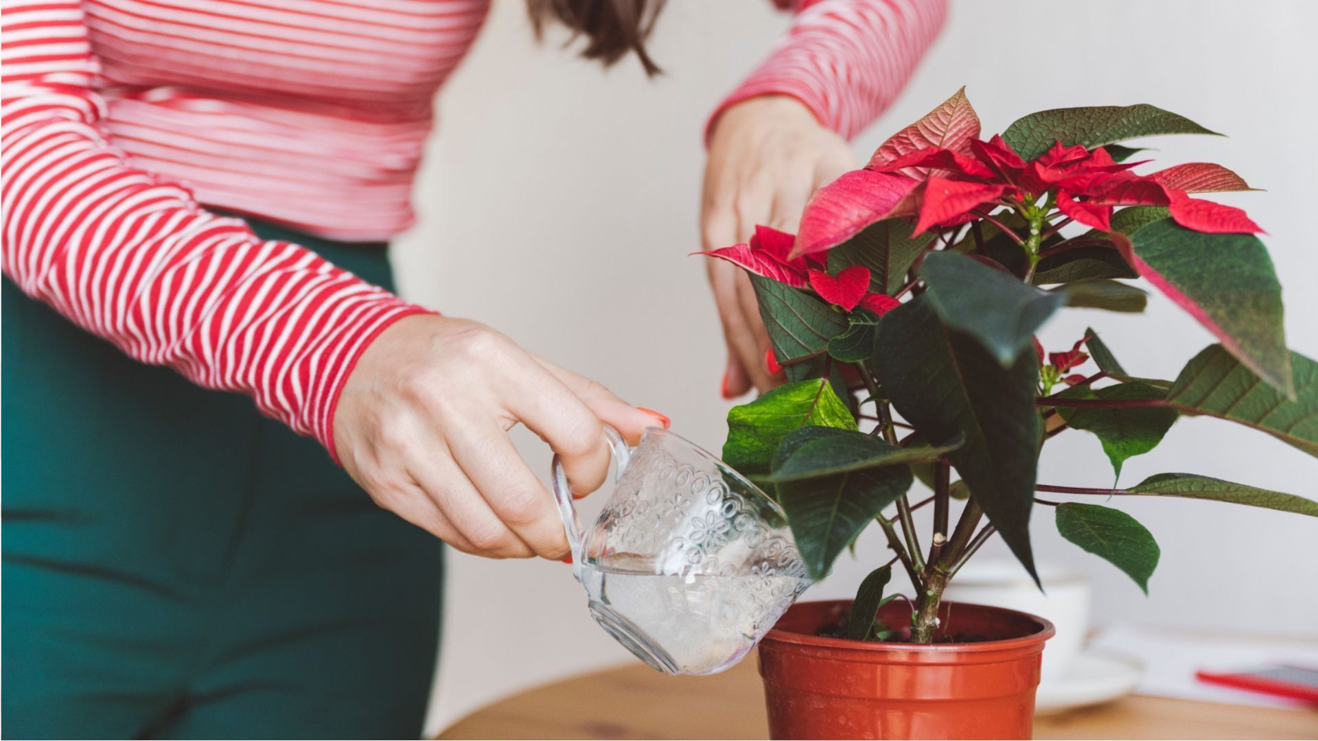 Grüne Adventsdeko: So viel Wasser braucht der Weihnachtsstern