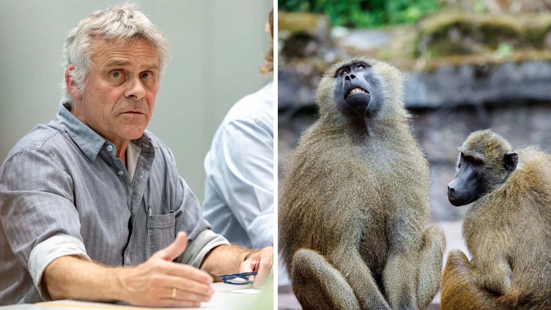 Video: Nach der Pavian-Tötung: Tiergarten-Direktor im Livestream