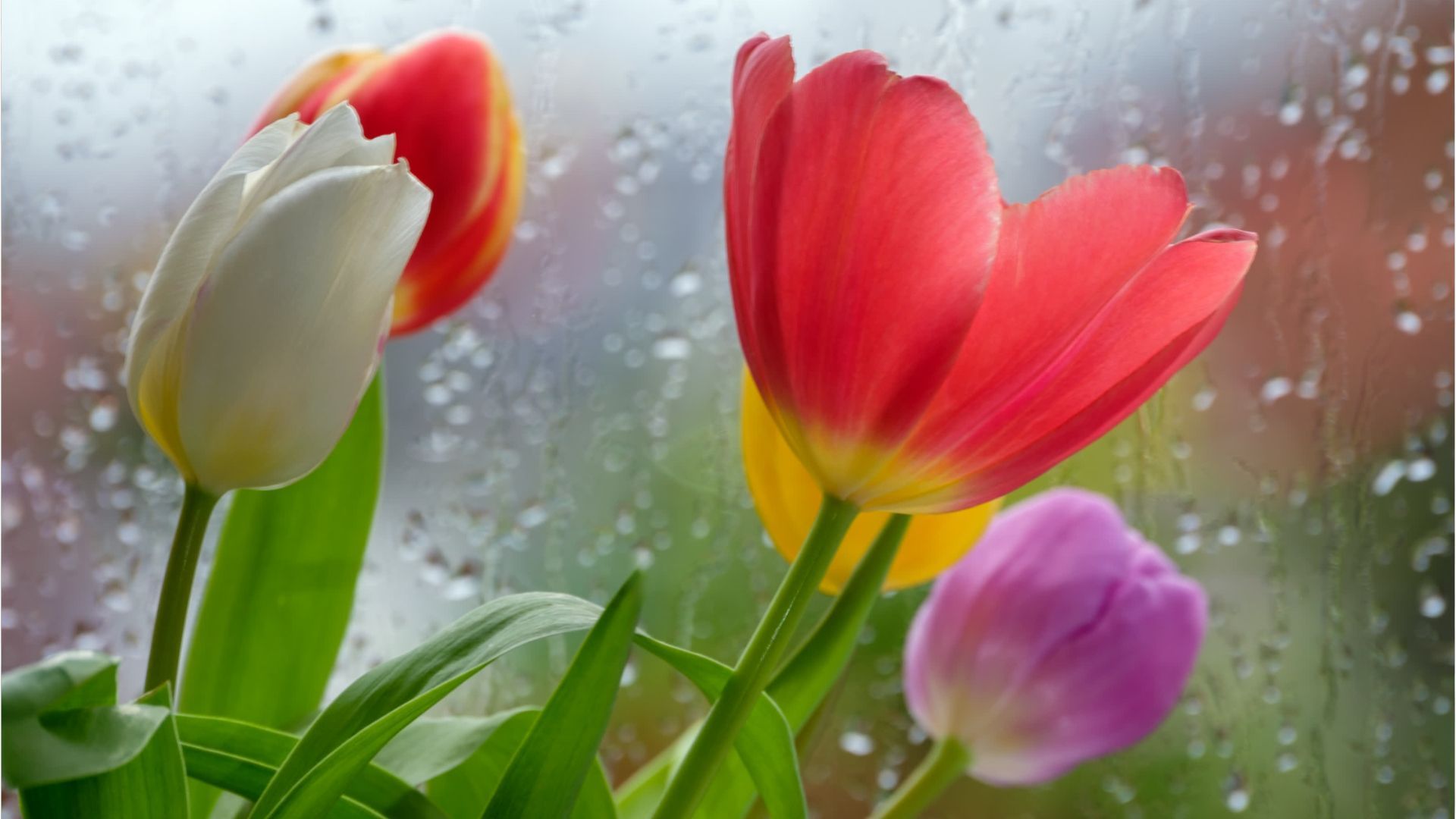 Video: Wetterkapriolen mit Chance auf Frühlingsgefühle