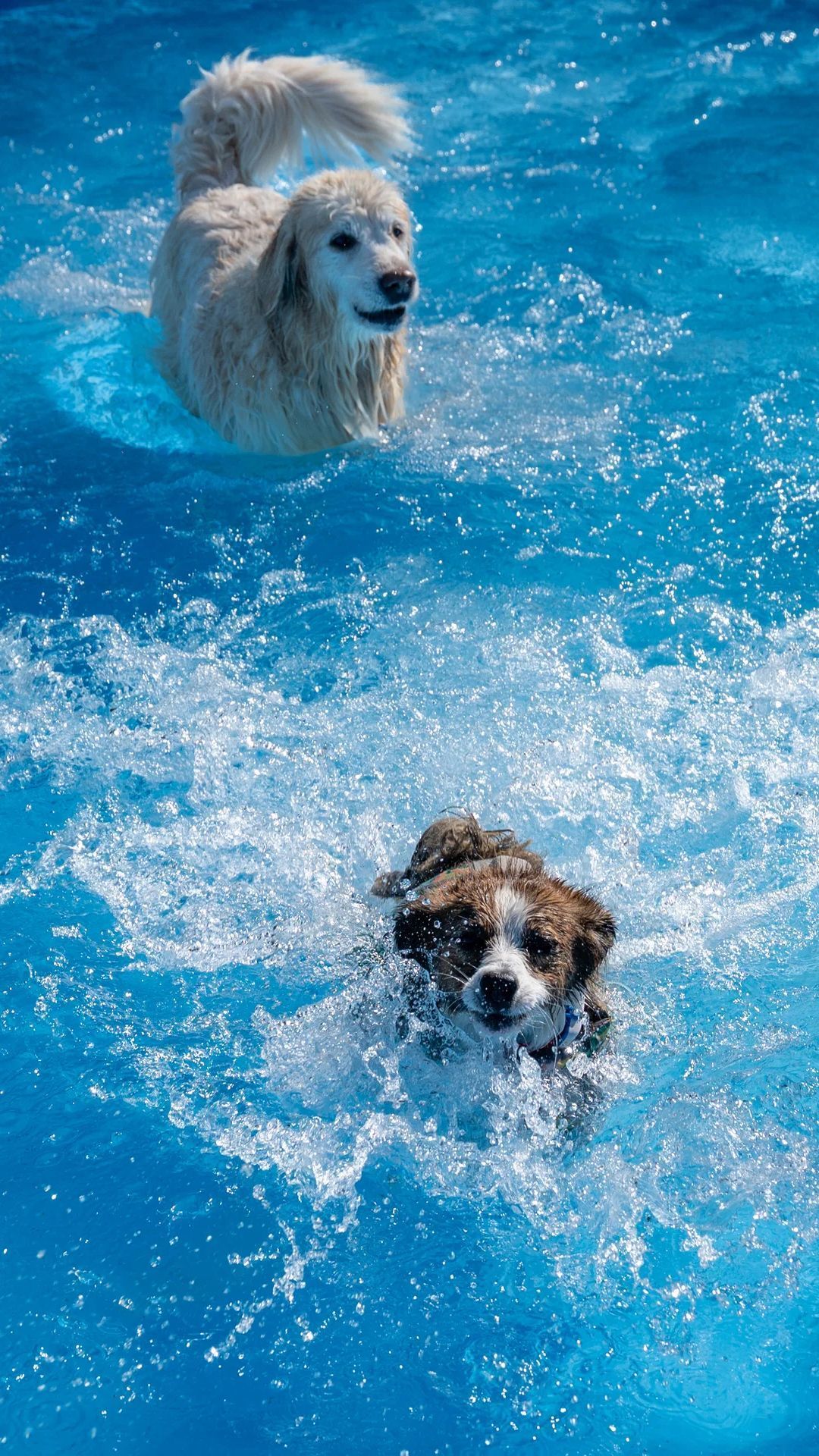 Video: Hundebadetag im Freibad Thalmässing