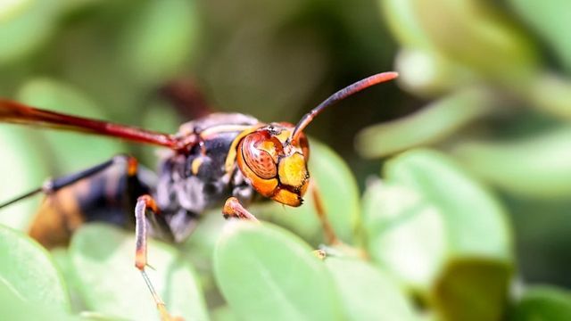 Experte für Hornissennester warnt: „Das produziert 500 Königinnen“