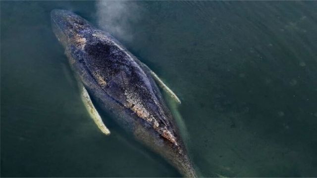 Video: "Timmy empfindet Schmerz und Angst wie wir"