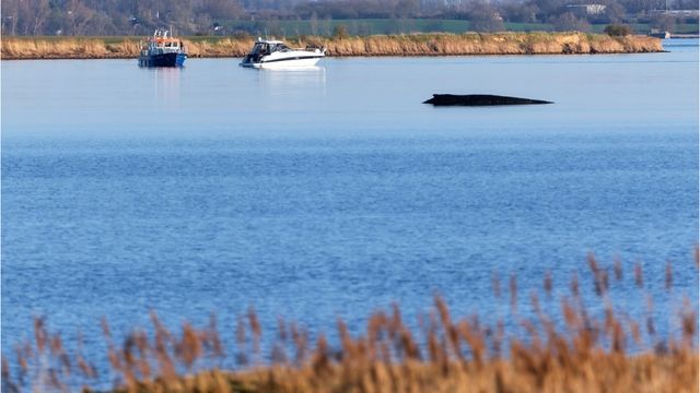 Rettung ja oder nein? Gericht entscheidet über Wal-Schicksal