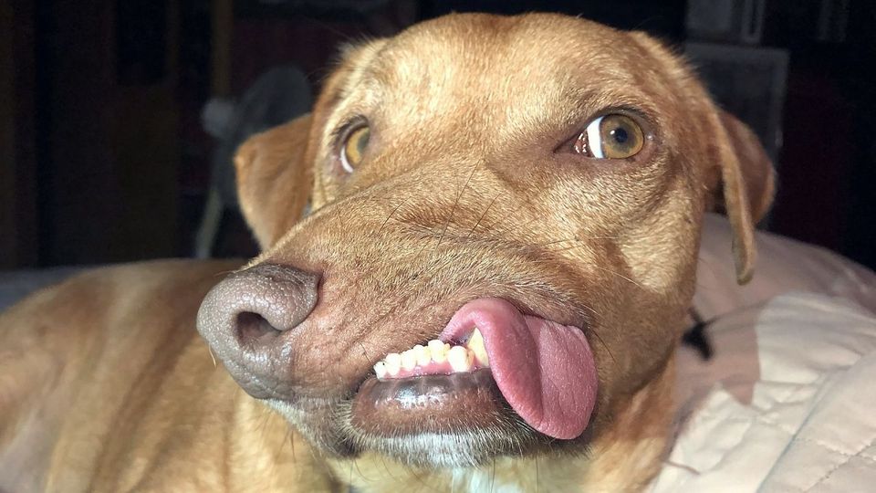 Fast ein Picasso: Hund mit schrägem Gesicht entzückt Tierheimbesucher
