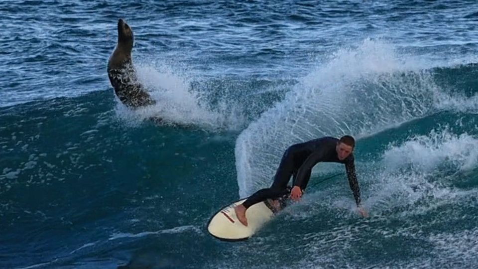 Ganz schön frech: Seehund stiehlt Surfer die Welle