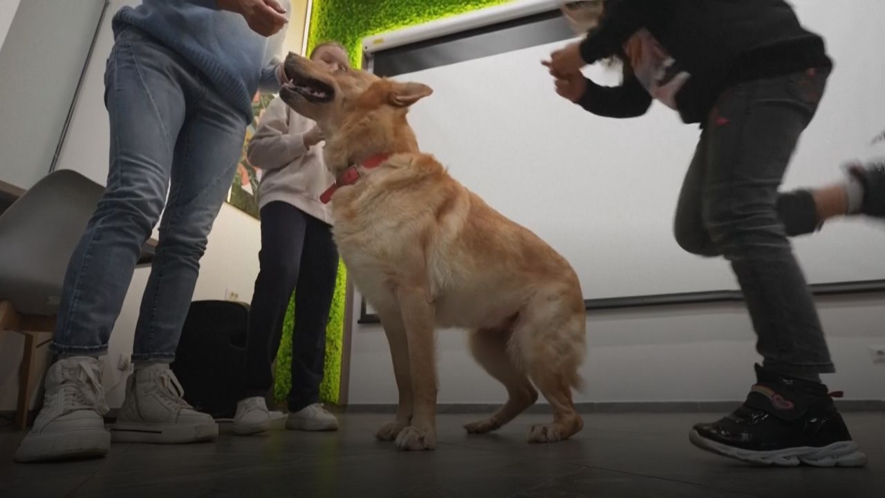 Vierbeiner gegen Kriegstrauma: Therapiehunde spenden Kindern in Ukraine Trost