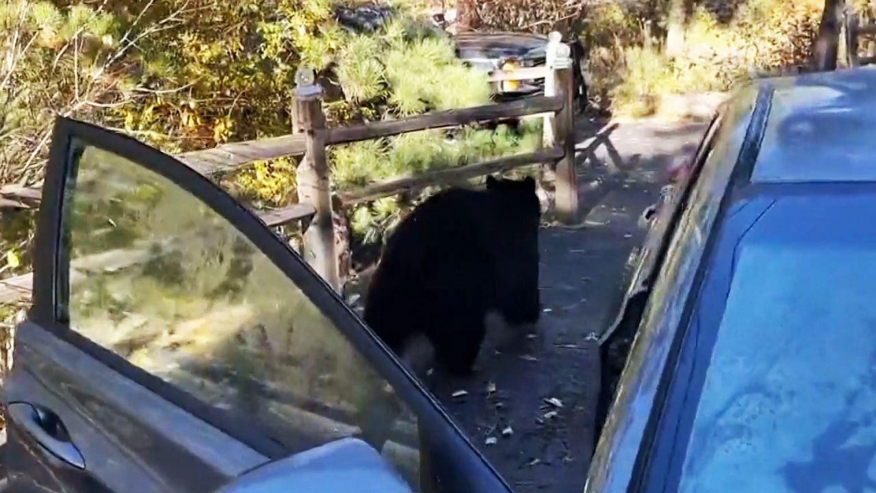 Innenraum völlig zerstört: Wildhüter befreit Bären aus Auto