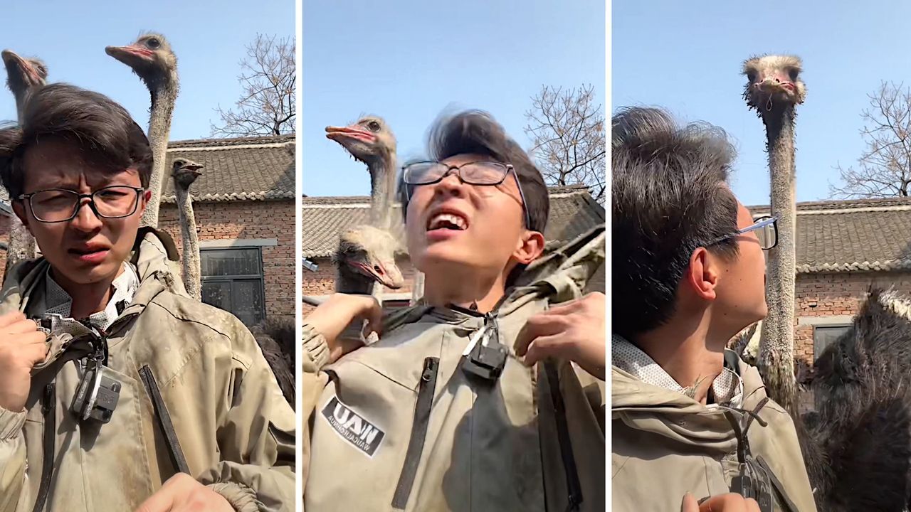 Vogelzüchter will Video drehen – freche Strauße haben andere Pläne